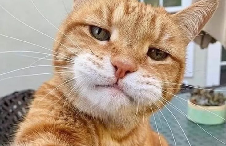 POHON4D > Gerbang Menuju Link Situs Toto & Togel Online Resmi Terpercaya image 1